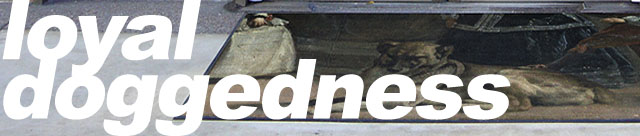 Loyal Doggedness by Patrick LeMieux